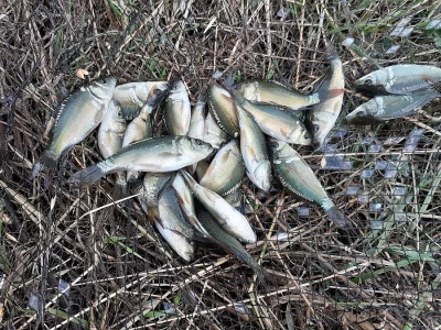 Plůdek kapra